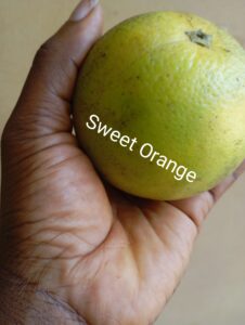 Fertility foods (Sweet orange)